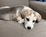 Собаки в Москве: Щенок девочка метис лабрадора Девочка, Бесплатно - фото 6
