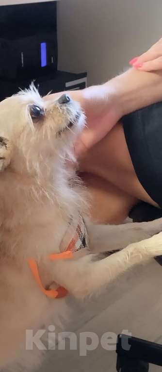 Собаки в Москве: Найдена собака Девочка, Бесплатно - фото 3