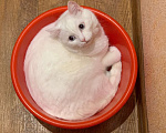 Кошки в Новосибирске: Потерялся белый кот с голубыми глазами Мальчик, Бесплатно - фото 5