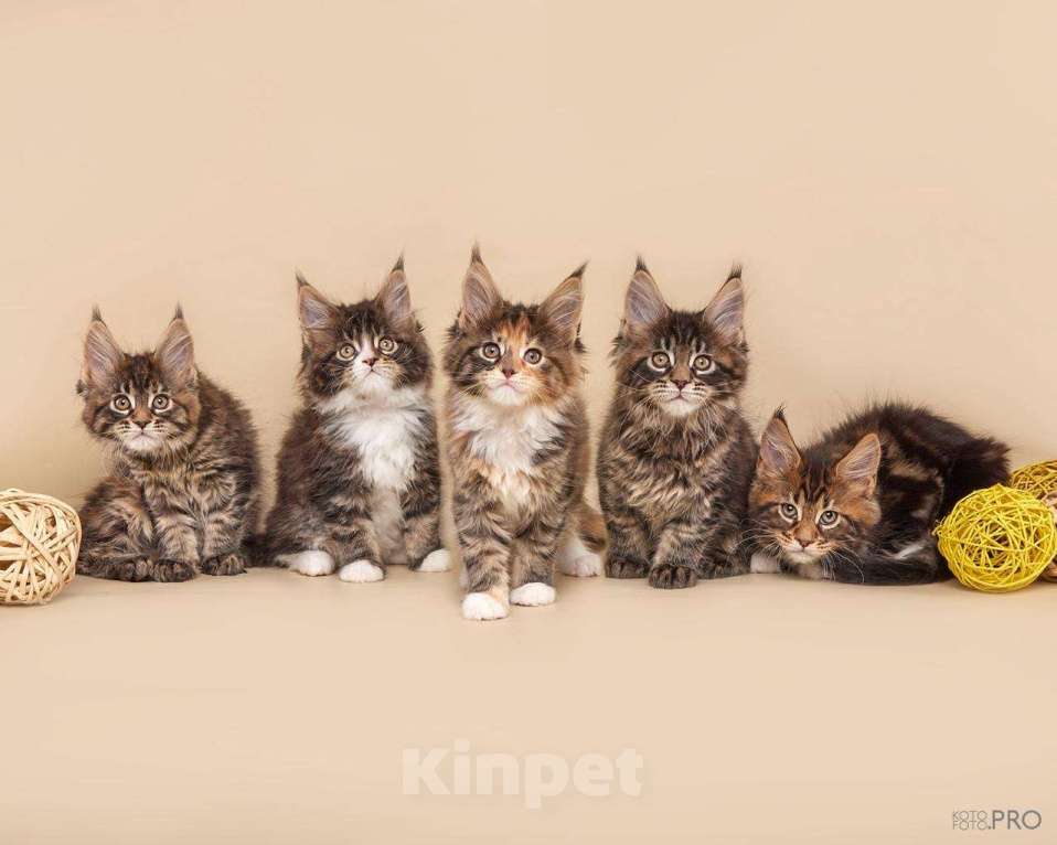 Кошки в Новосибирске: Котята породы Мейкун  Мальчик, Бесплатно - фото 3