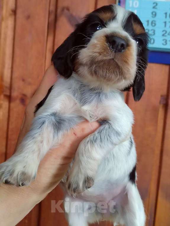 Собаки в Москве: Русский охотничий спаниель Девочка, 45 000 руб. - фото 3