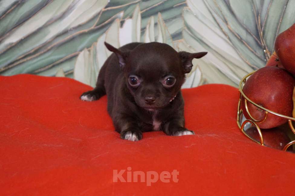 Собаки в Москве: Девочка чихуахуа- шоколад Девочка, 35 000 руб. - фото 3