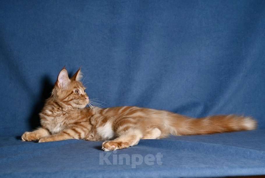 Кошки в Саратове: Мейн кун Девочка, 50 000 руб. - фото 7