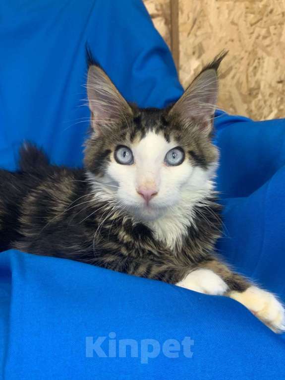 Кошки в Тамбове: Мейн-кун голубые глаза  Мальчик, 150 000 руб. - фото 3