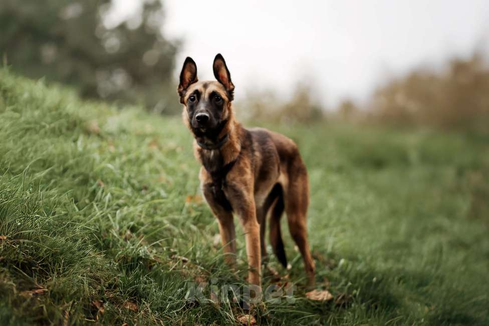Собаки в Москве:  Ищет дом Пинки — девочка с сердцем солнца Девочка, Бесплатно - фото 4