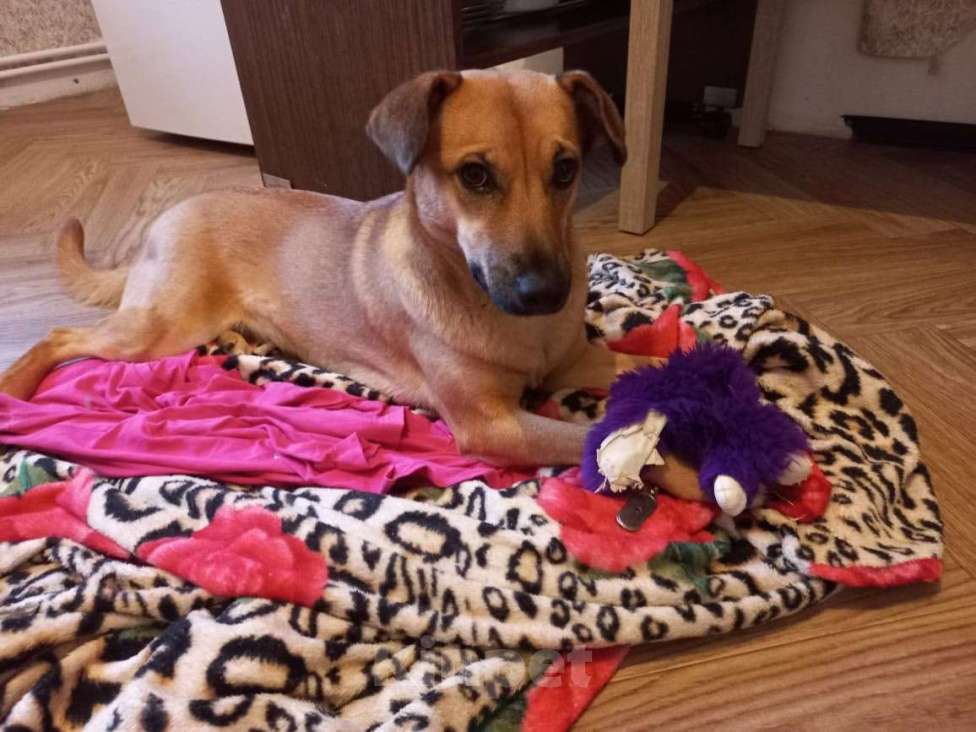 Собаки в Москве: Небольшая собачка в дар Девочка, Бесплатно - фото 3