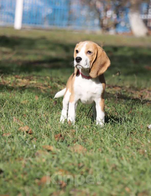 Собаки в Москве: Замечательная бигледевочка в поисках семьи  Девочка, 35 000 руб. - фото 1