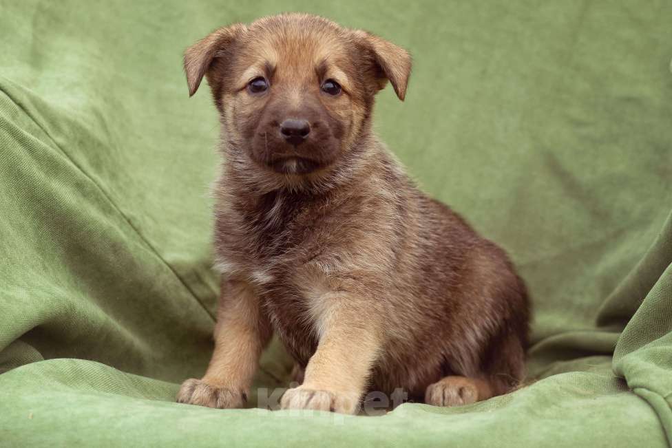 Собаки в Москве: щенок Коржик в добрые руки Мальчик, Бесплатно - фото 1