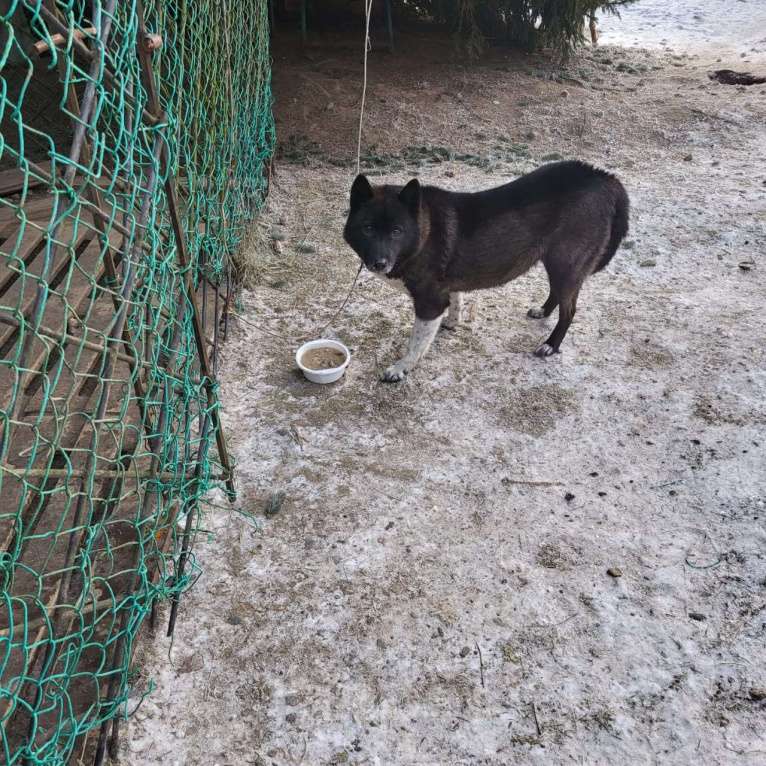 Собаки в других городах Карелии: Найдена собака  Девочка, Бесплатно - фото 2