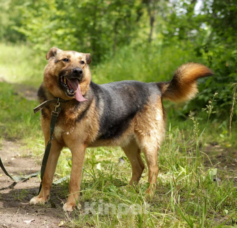 Собаки в Ногинске: Гриша Мальчик, Бесплатно - фото 4