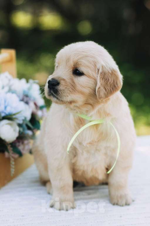 Собаки в Воронеже: Золотистый ретривер Воронеж  Мальчик, 60 000 руб. - фото 8