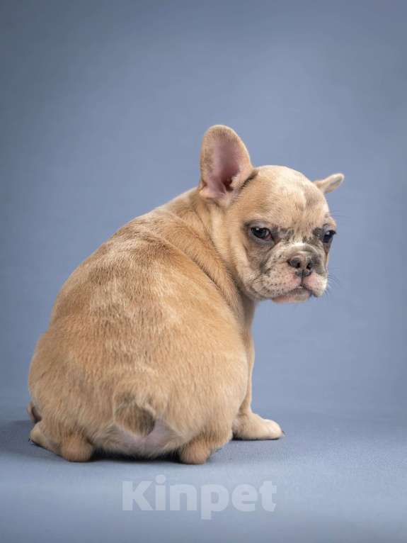 Собаки в Москве: Французская булочка Мальчик, 50 000 руб. - фото 3