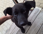 Собаки в Москве: Отдам щенка, бесплатно Мальчик, Бесплатно - фото 2