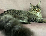 Кошки в Дедовске: Мейн-кун подросток без ограничения в разведение Мальчик, 25 000 руб. - фото 3