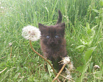 Кошки в Ковылкино: Котята, Бесплатно - фото 3