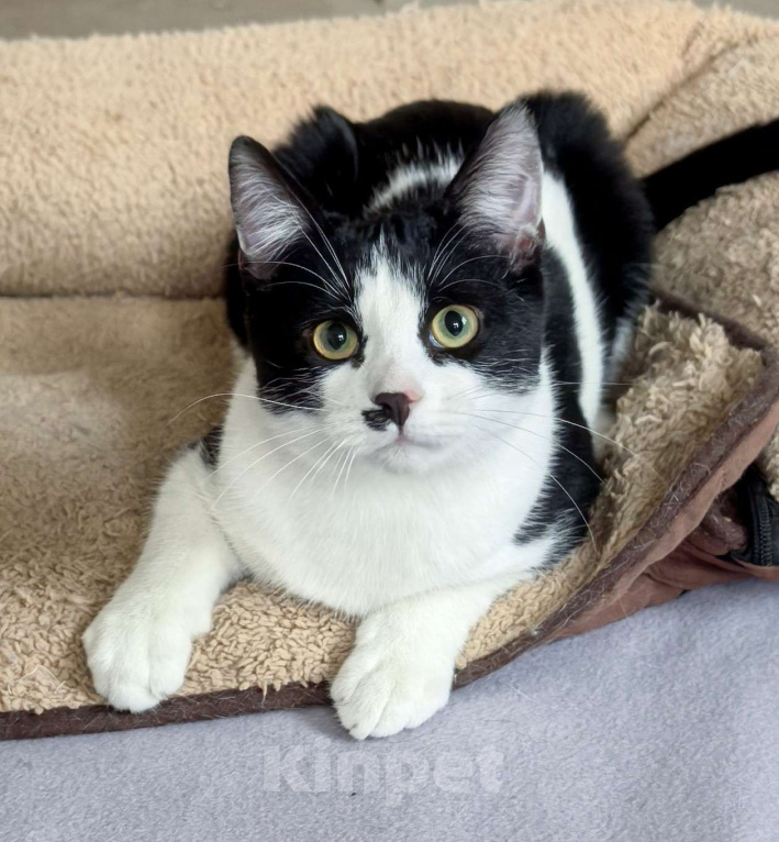 Кошки в Москве: Смешной, милый  котёнок Коржик с мухой на носу ищет дом и семью! Мальчик, Бесплатно - фото 2