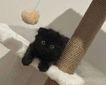 Кошки в Котельнике: Надеюсь на доброту Девочка, Бесплатно - фото 1
