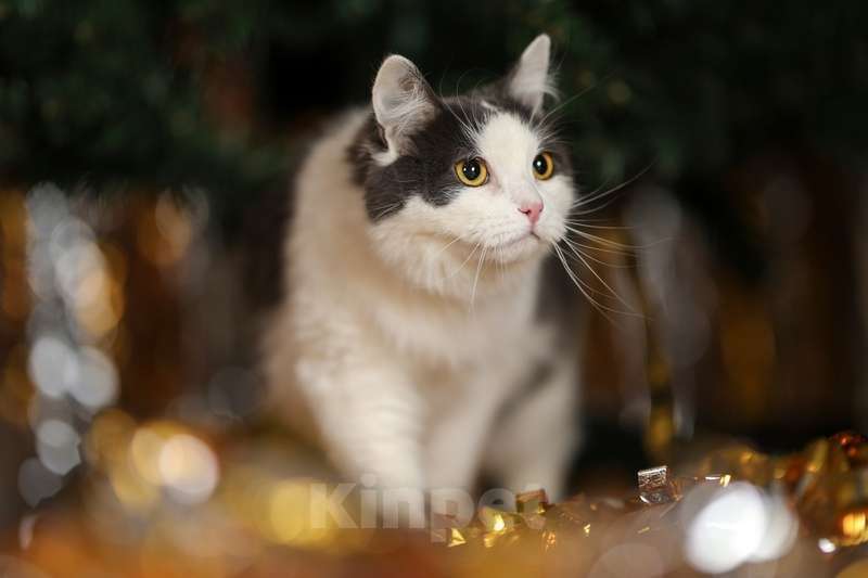 Кошки в Москве: Сибирский молодой ласковый кот Пушок в добрые руки Мальчик, Бесплатно - фото 3