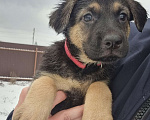 Собаки в других городах Московской области: Щенок немецкой овчарки Девочка, 20 000 руб. - фото 3