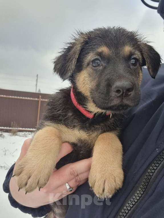 Собаки в других городах Московской области: Щенок немецкой овчарки Девочка, 20 000 руб. - фото 3