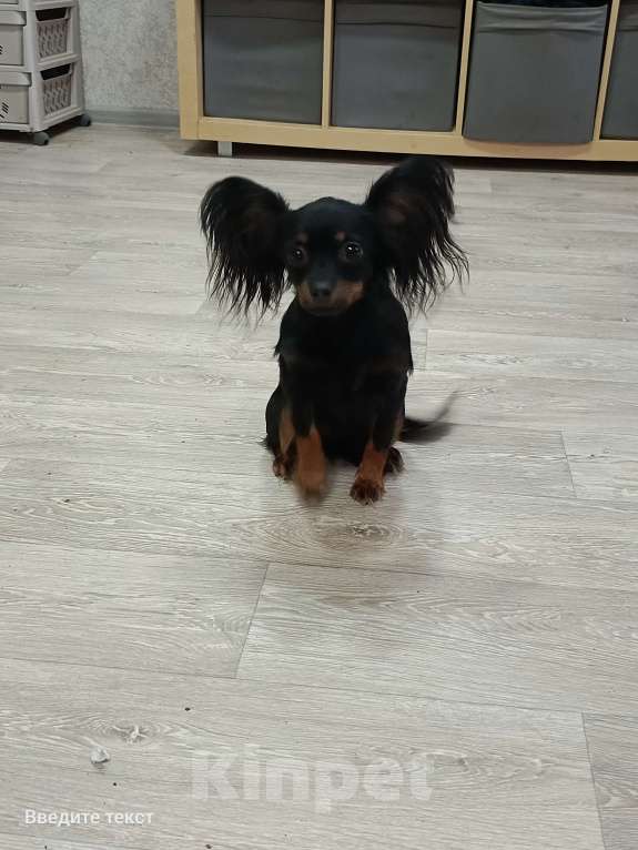 Собаки в Великом Новгороде: Русский той длинношёрстный Мальчик, 30 000 руб. - фото 9