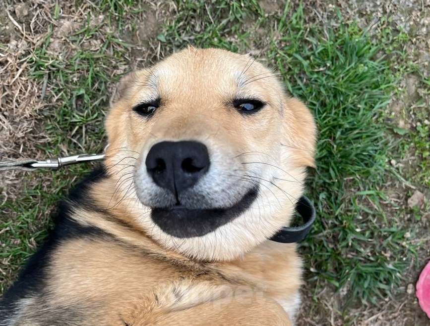 Собаки в Москве: Вики, собака-улыбака Девочка, Бесплатно - фото 4