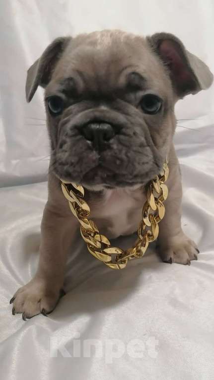 Собаки в Нижнем Новгороде: Предлагаю  к продаже щенков французского бульдога Девочка, 50 000 руб. - фото 5