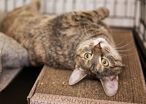 Маняша ищет дом