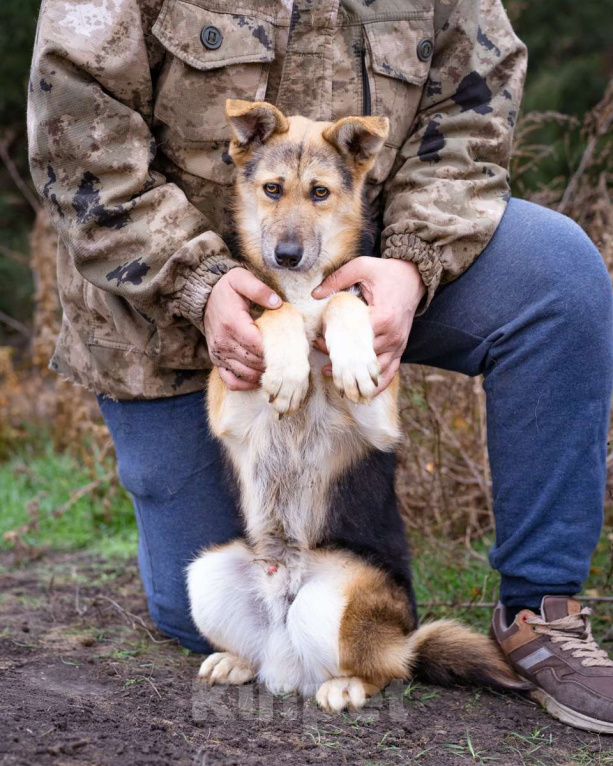Собаки в Москве: Скромный, небольшой мальчик в добрые руки Мальчик, Бесплатно - фото 1