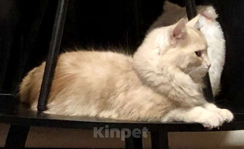 Кошки в Тюмени: Сибирский котёнок Мальчик, 15 000 руб. - фото 4