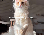 Кошки в Наро-Фоминске: Bruno. Male. MCO ds25 Born 27.12.24 Мальчик, 100 000 руб. - фото 1
