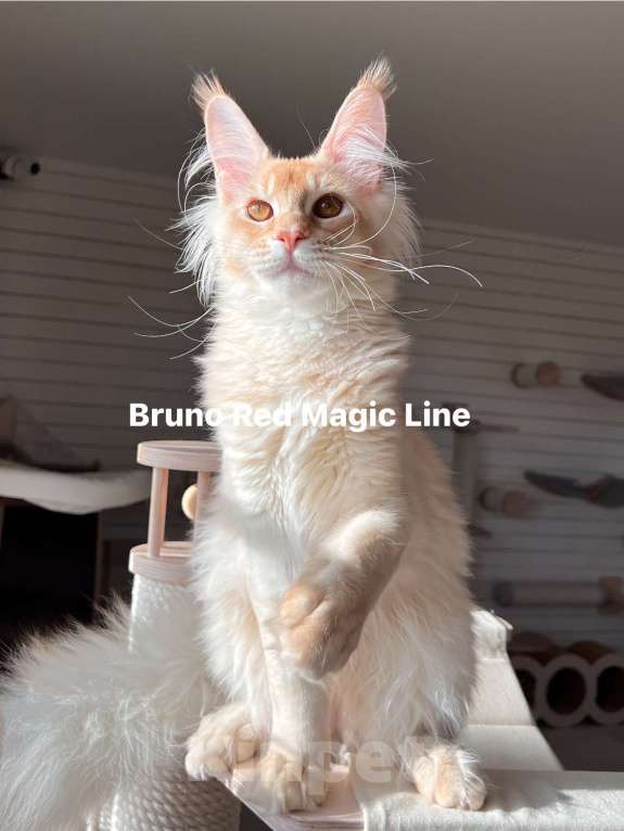 Кошки в Наро-Фоминске: Bruno. Male. MCO ds25 Born 27.12.24 Мальчик, 100 000 руб. - фото 1