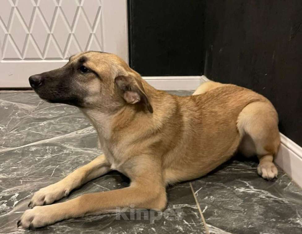 Собаки в других городах Владимирской области: Добрая Мира в добрые ручки Девочка, Бесплатно - фото 2