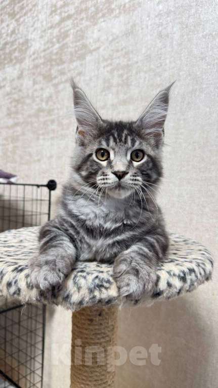 Кошки в Москве: Champion  Мальчик, 65 000 руб. - фото 1