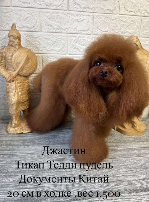 Собаки в Москве: Щенок той пудель Мальчик, 300 000 руб. - фото 2