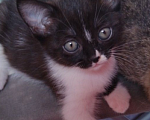 Кошки в Краснодаре: Котенок ласковый милый 4 месяцва  Девочка, 1 000 руб. - фото 4