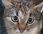 Кошки в Москве: Зеленоглазая кошка Маргошка мечтает о доме Девочка, Бесплатно - фото 3