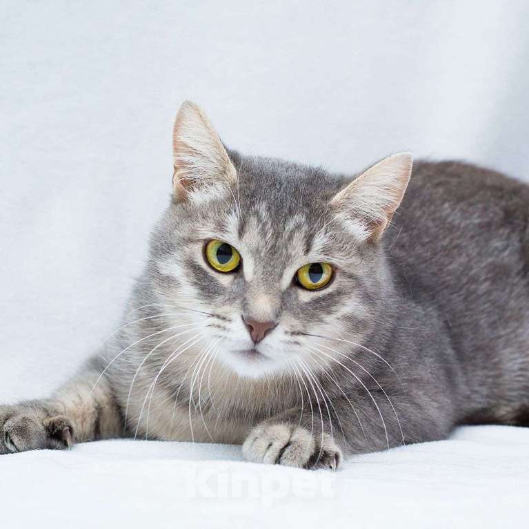 Кошки в Москве: Самая нежная и ласковая кошечка ищет дом и заботливых людей 🤍 Девочка, Бесплатно - фото 4