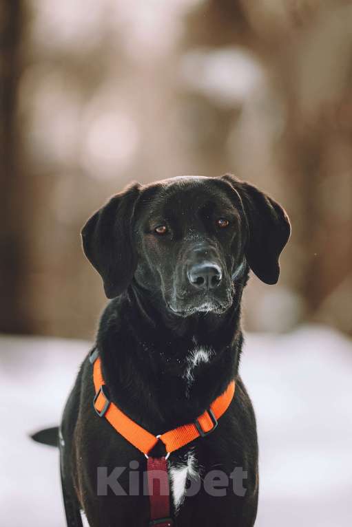 Собаки в Москве: Собака бесплатно в Москве Девочка, Бесплатно - фото 1