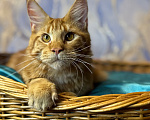 Кошки в Москве: Мейн-кун котёнок, красный мраморный мальчик Мальчик, 50 000 руб. - фото 2