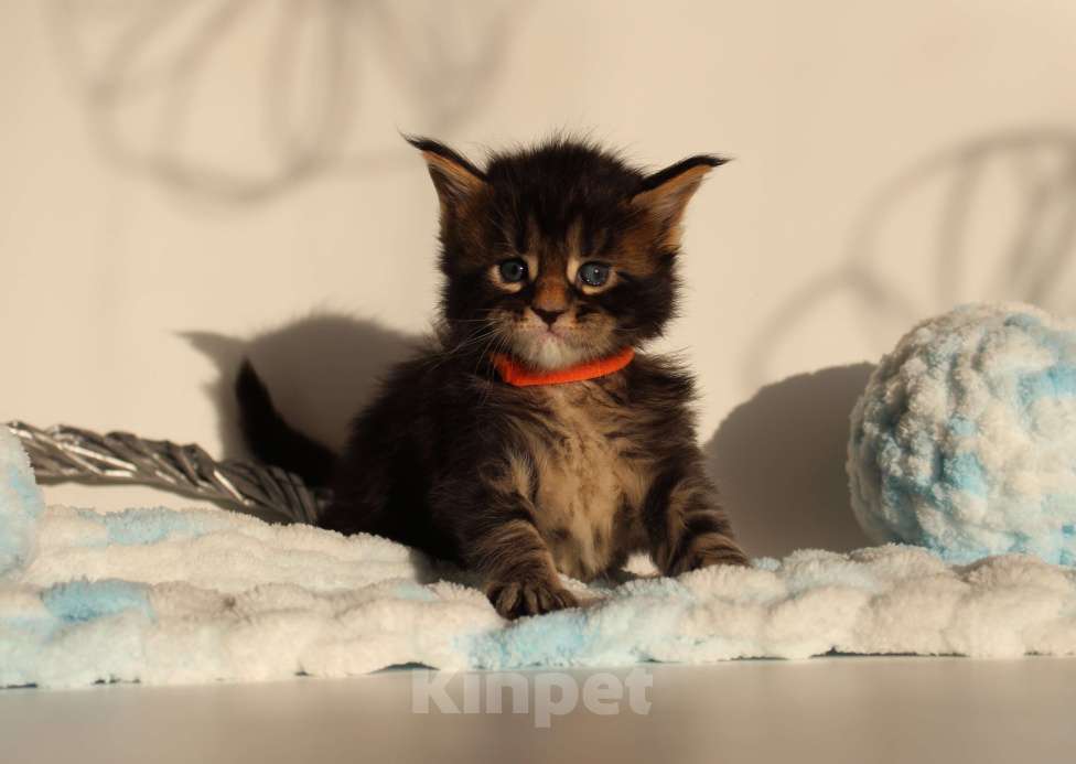 Кошки в Екатеринбурге: Котёнок мейн-кун Сириус Мальчик, 70 000 руб. - фото 3