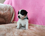 Собаки в Волгограде: Щенок Джек Рассел терьер  Мальчик, 20 000 руб. - фото 1