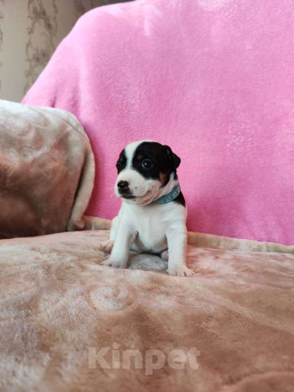 Собаки в Волгограде: Щенок Джек Рассел терьер  Мальчик, 20 000 руб. - фото 1