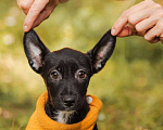 Собаки в Москве: Щенки от маленькой собаки в добрые руки Мальчик, Бесплатно - фото 1