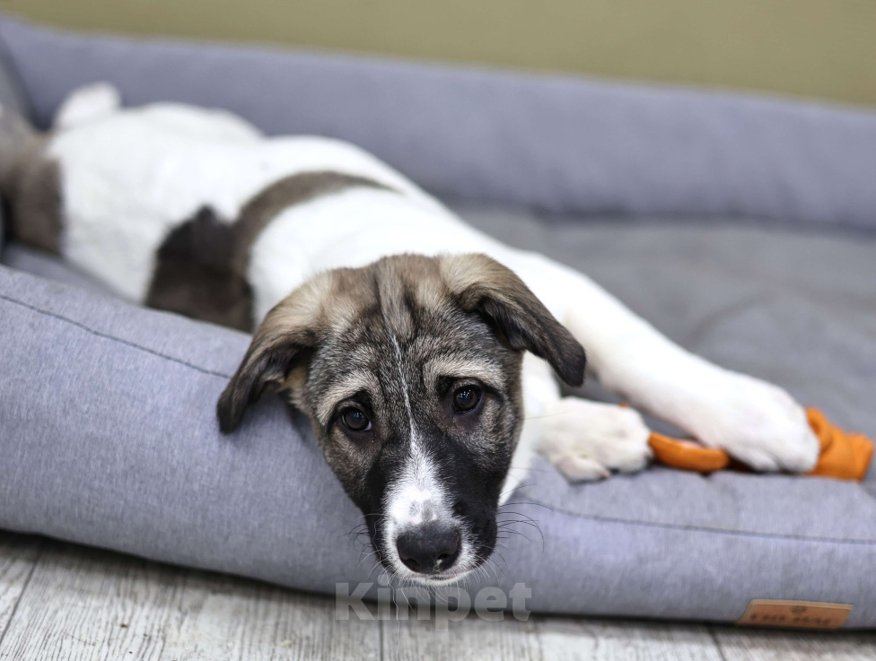 Собаки в Москве: Щенок бесплатно Москва Девочка, Бесплатно - фото 5