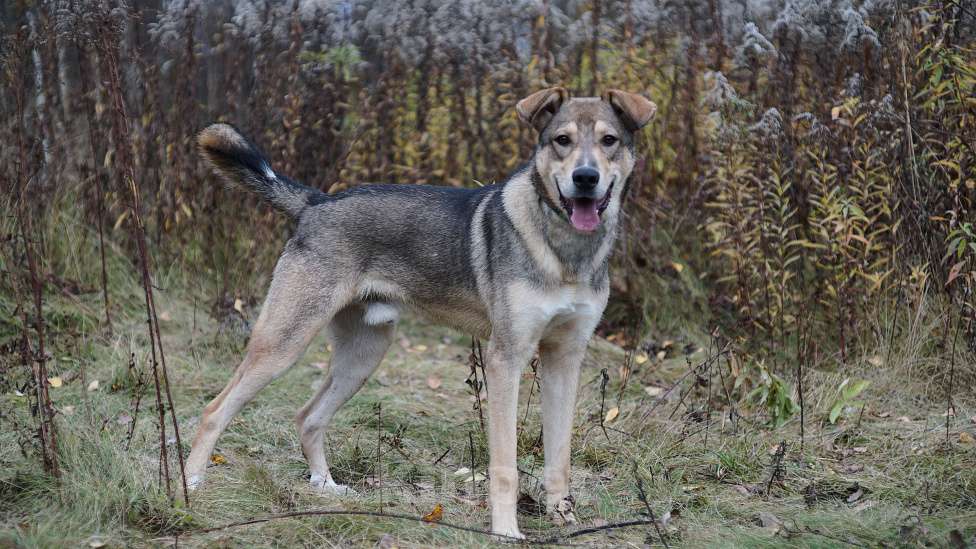 Собаки в Ногинске: Марти - веселый щенок в поиске дома Мальчик, Бесплатно - фото 4