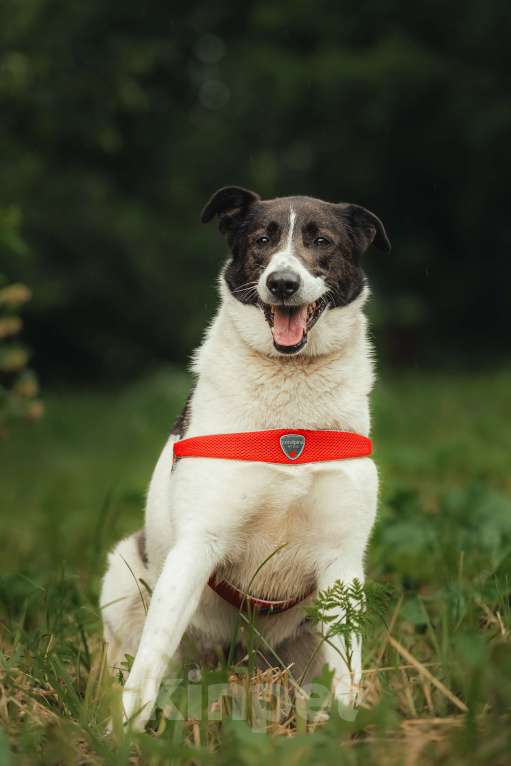 Собаки в Москве: Элли ищет дом Девочка, Бесплатно - фото 2