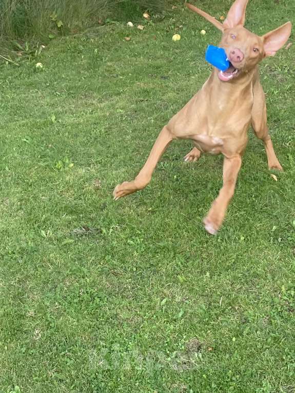 Собаки в других городах Московской области: Фараонова собака Мальчик, 25 000 руб. - фото 8