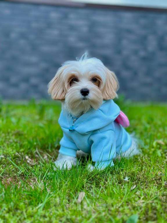 Собаки в Калининграде: Мальчик мальтипу f1 Мальчик, 60 000 руб. - фото 7