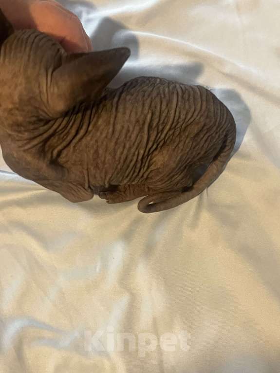 Кошки в Москве: Мальчик канадский сфинкс Мальчик, 25 000 руб. - фото 2